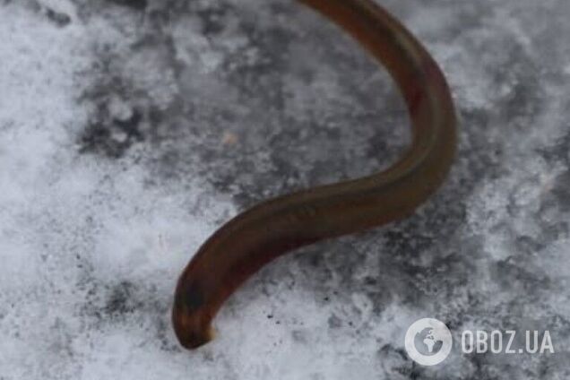 'Існували понад 300 млн років тому': на Волині у воді помітили істоту-'вампіра' часів динозаврів. Фото