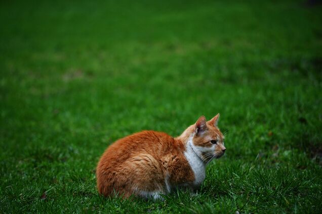 Як позбутися бурʼянів на газоні: є простий спосіб