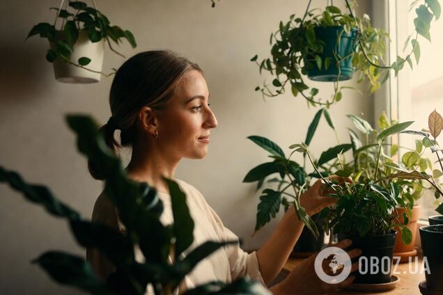 Какие комнатные растения успокаивают: советы экспертов фэн-шуй