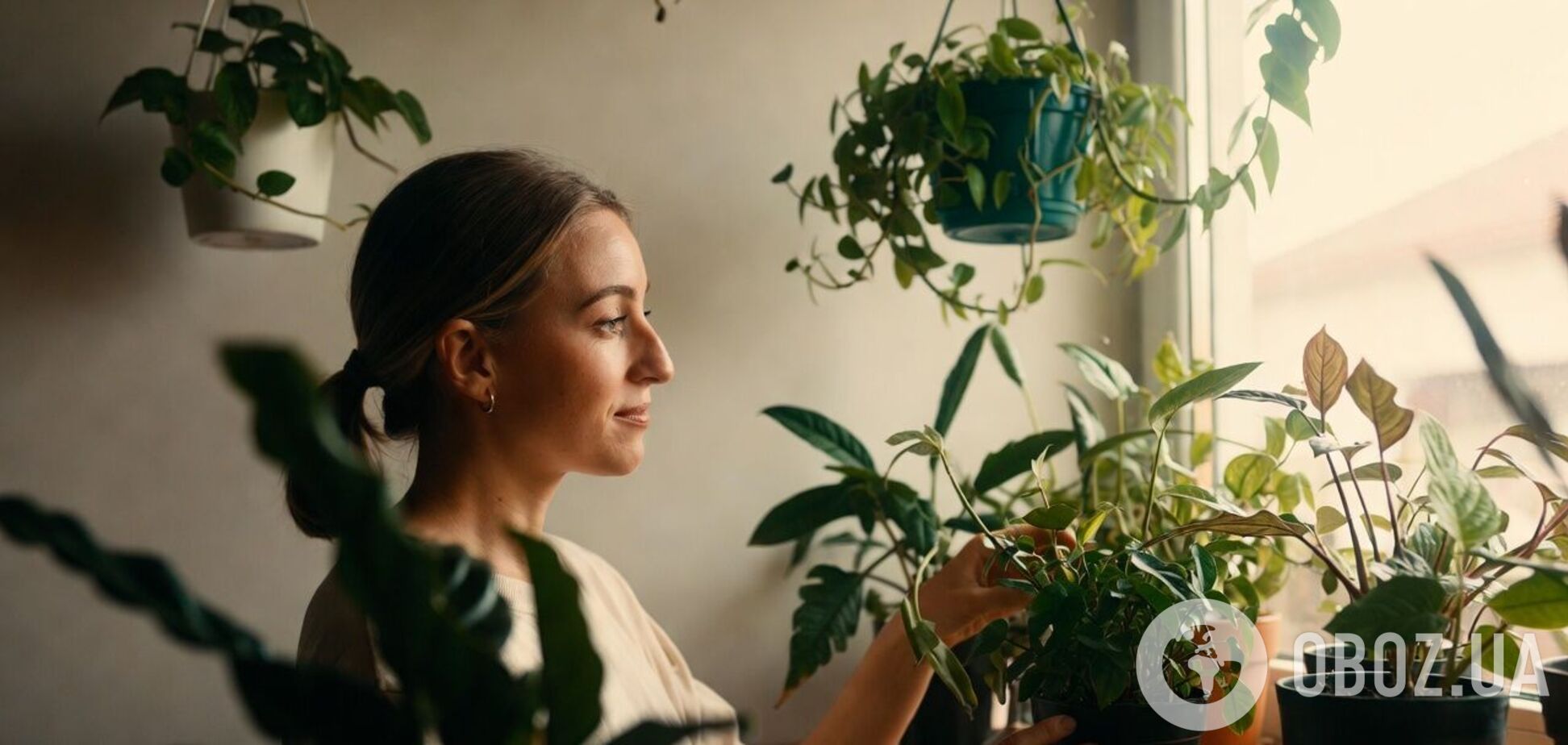 Какие комнатные растения успокаивают: советы экспертов фэн-шуй