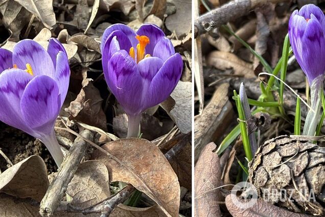 На Закарпатті у лютому почали цвісти шафрани. Фото