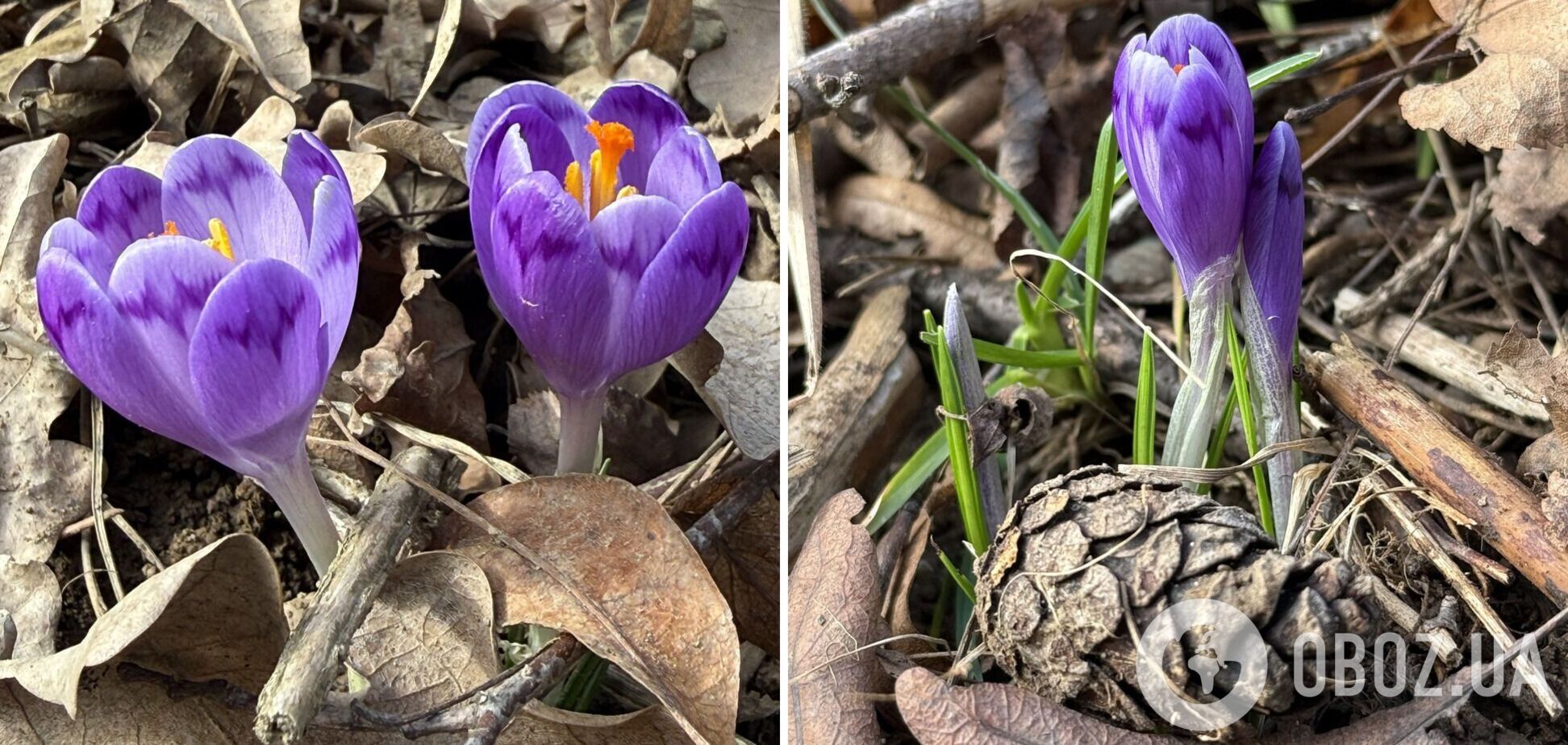 На Закарпатті у лютому почали цвісти шафрани. Фото