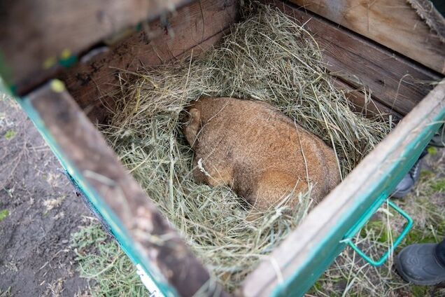 Харьковский сурок Тимка спрогнозировал, когда в Украину придет весна. Видео