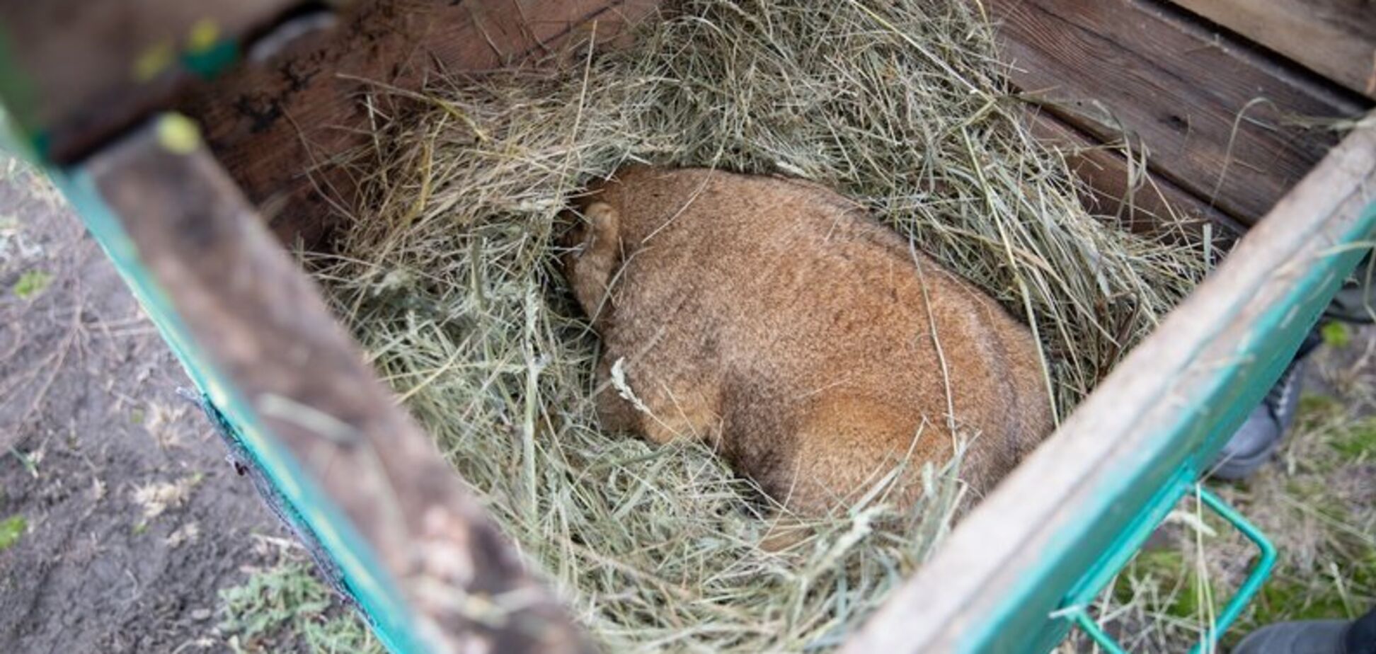 Харьковский сурок Тимка спрогнозировал, когда в Украину придет весна. Видео