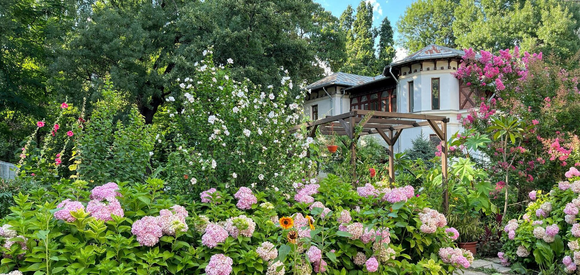 С годами становятся только лучше: многолетние цветы, которые стоит выбрать для сада
