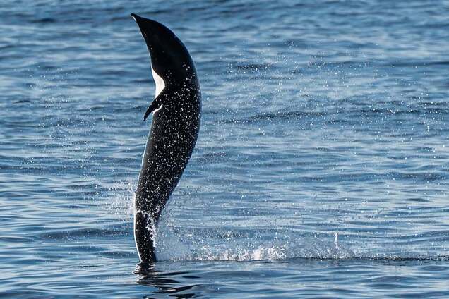 'Шагает' по поверхности воды: у побережья США заметили необычное поведение дельфина