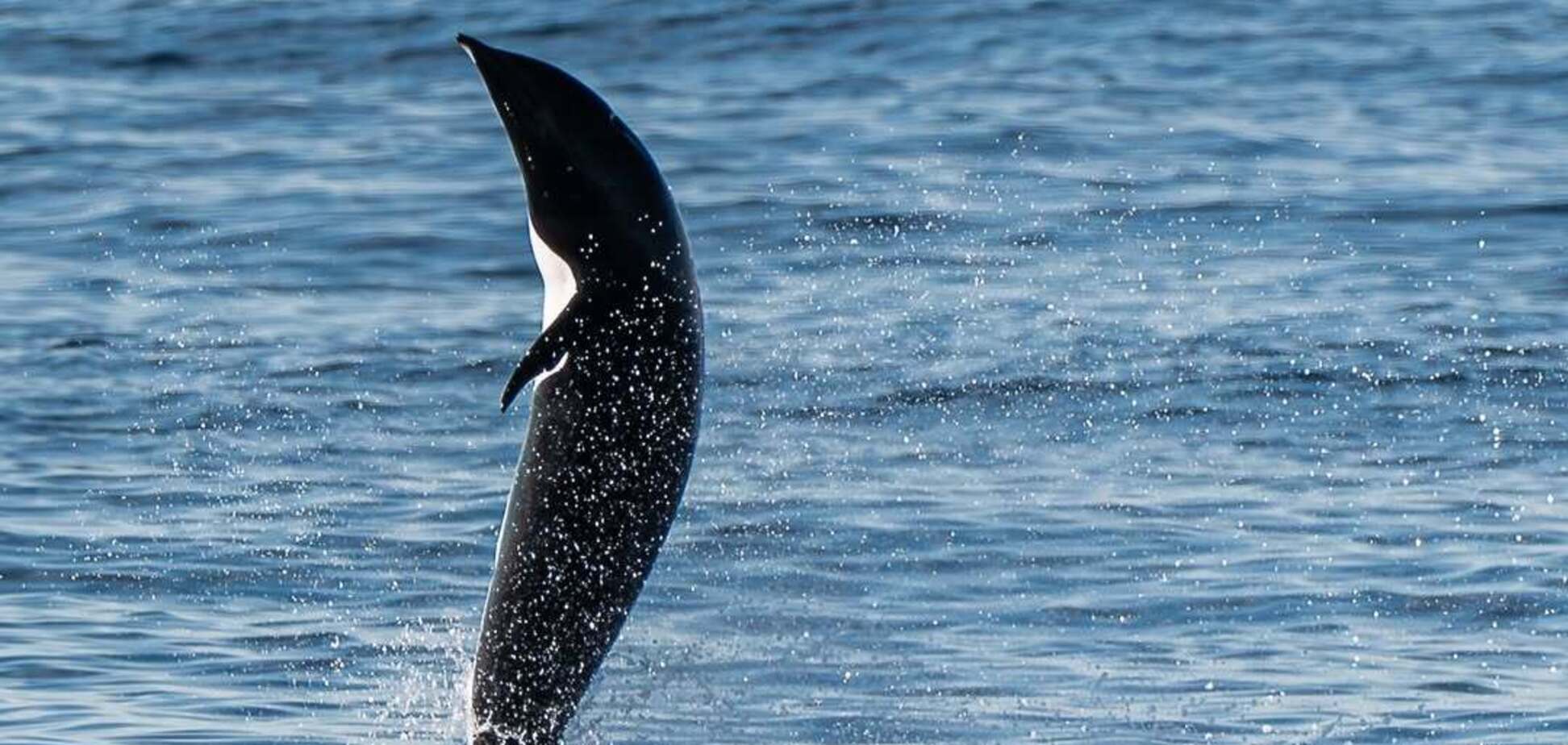 'Крокує' по поверхні води: біля узбережжя США помітили незвичну поведінку дельфіна