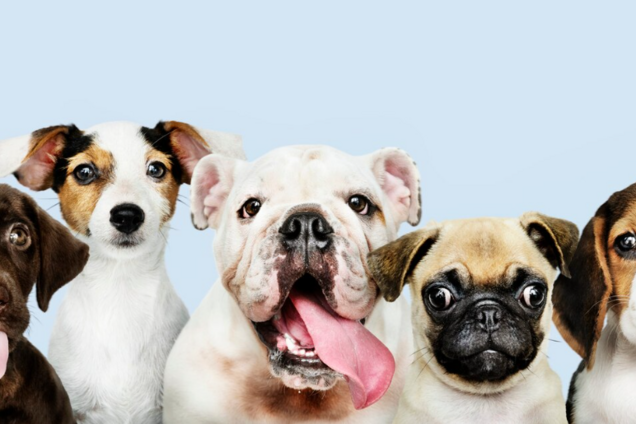 Названы восемь пород собак, которых лучше не заводить: неожиданный список