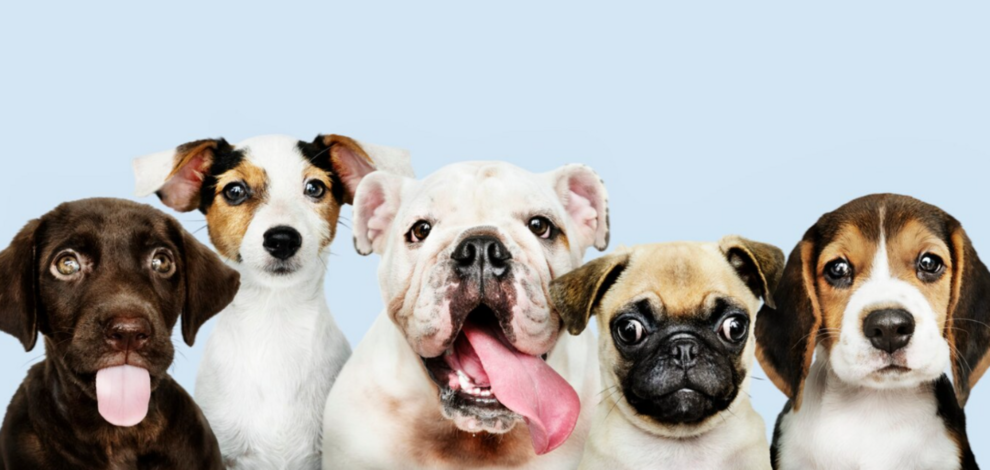 Названы восемь пород собак, которых лучше не заводить: неожиданный список