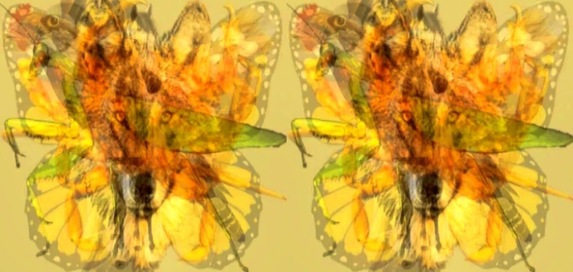 Кого из животных увидели первым? Тест покажет ваши доминантные черты