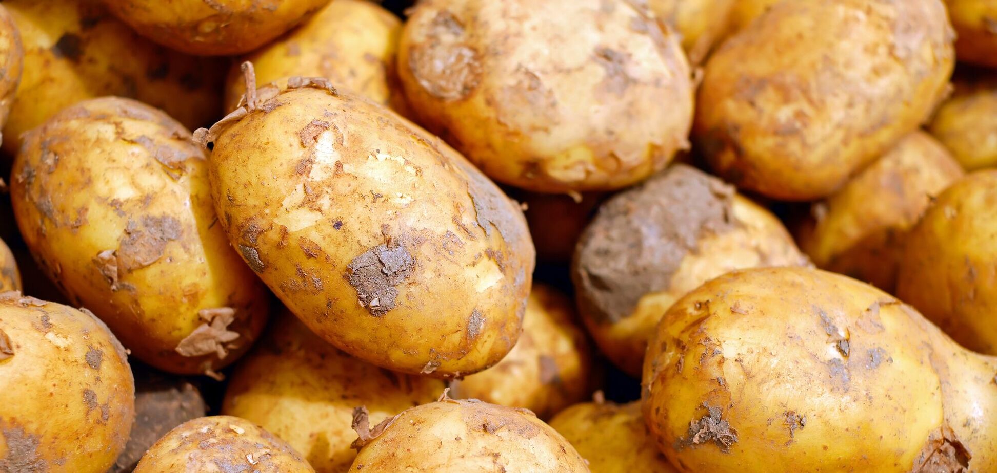 Ілюстрація - картопля