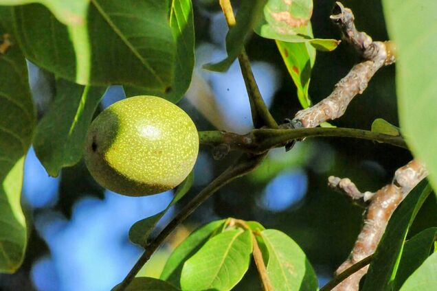 Чому горіх не можна садити близько до будинку: причина не в забобонах