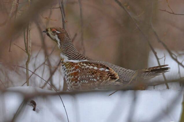 Справжній майстер маскування: у Чорнобильській зоні помітили дуже рідкісного птаха. Фото та подробиці