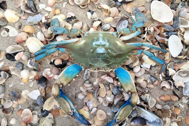 На узбережжі Чорного моря виявили крабів з Америки: у чому небезпека. Фото