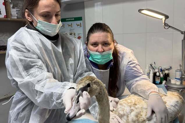 'Була дуже слабенька': на Полтавщині від обмороження врятували молоду лебідку. Фото