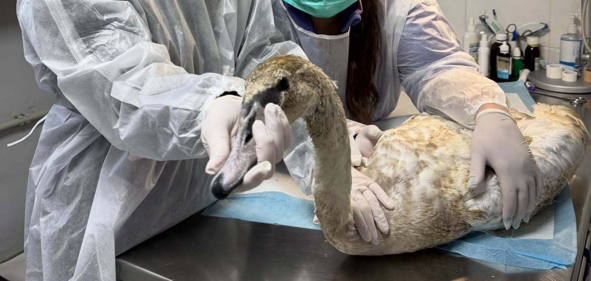 'Була дуже слабенька': на Полтавщині від обмороження врятували молоду лебідку. Фото