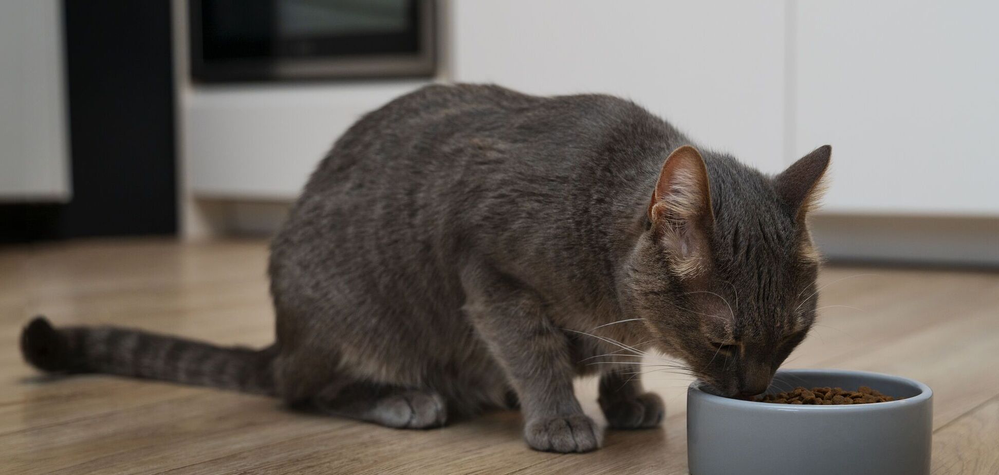 Названо 5 продуктів, які категорично заборонено давати котам