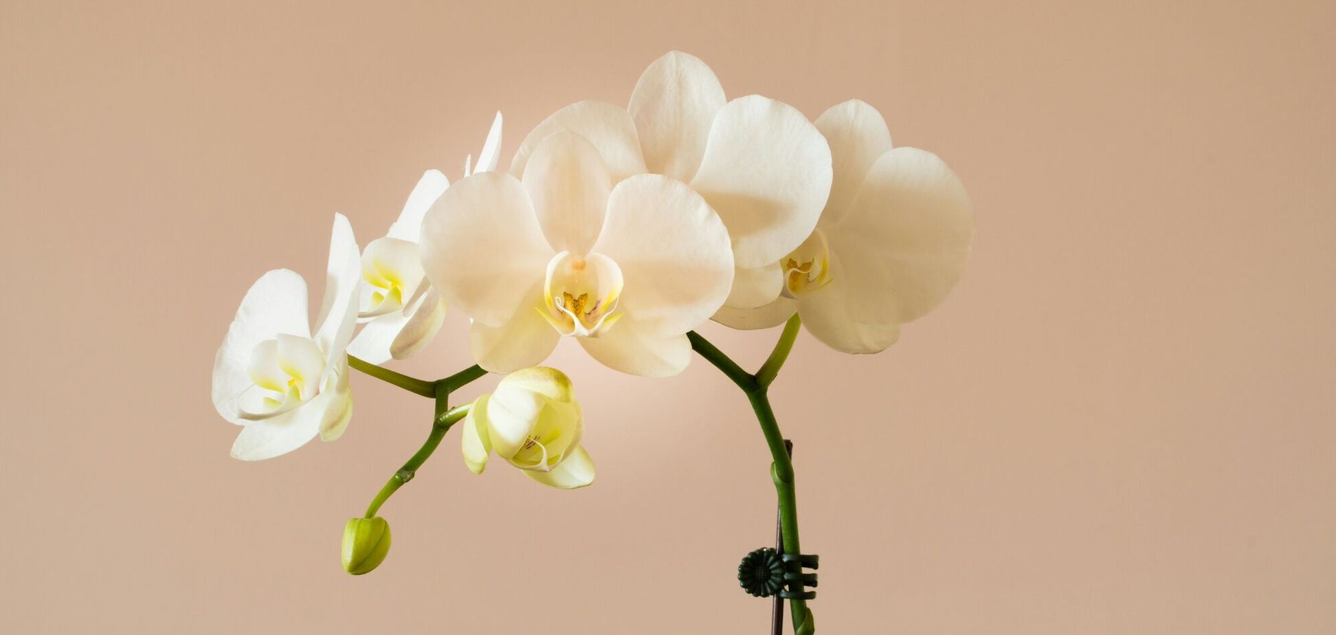 Діє як будильник: як змусити орхідею зацвісти