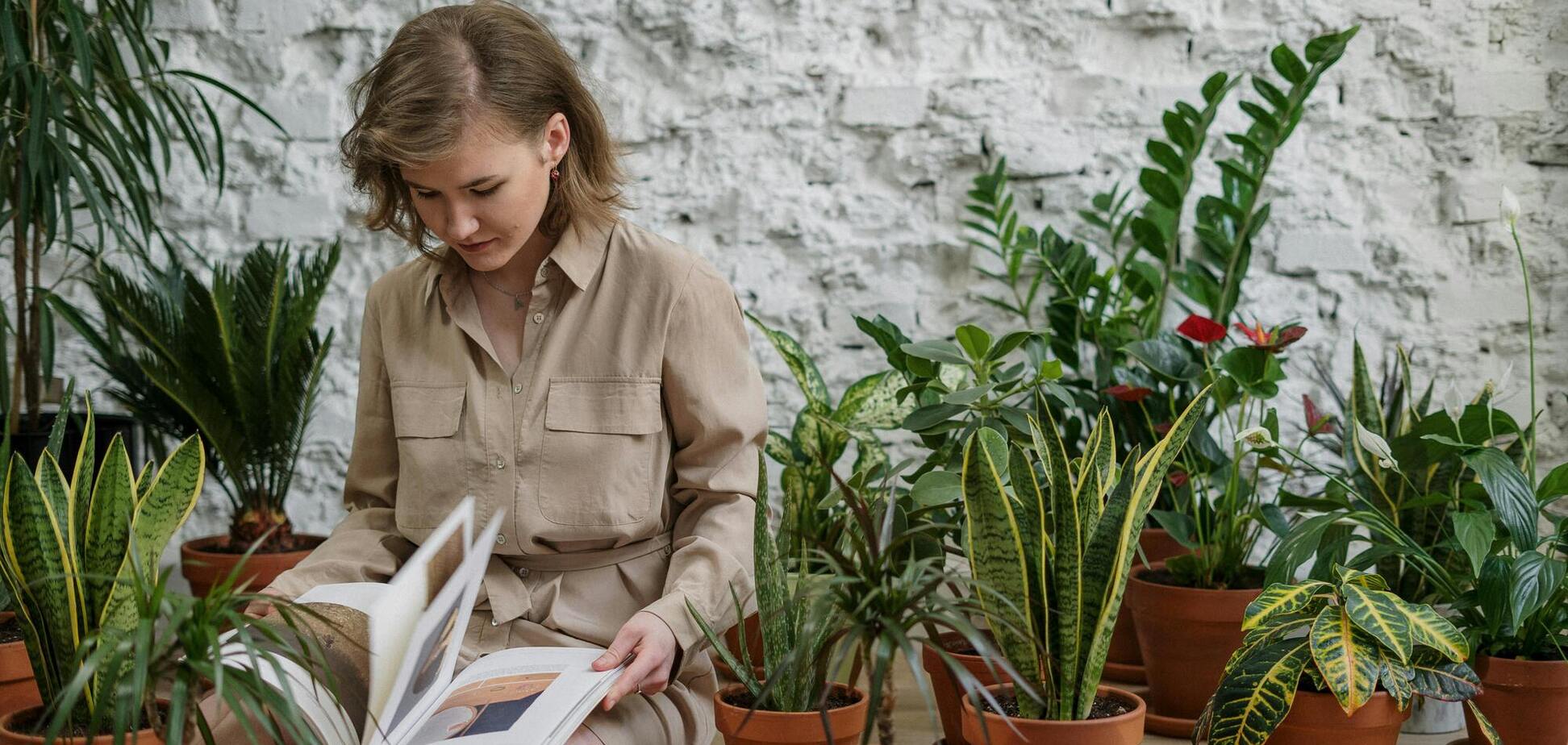 Не лише красиві, а й корисні: які кімнатні рослини виділяють цілющі речовини