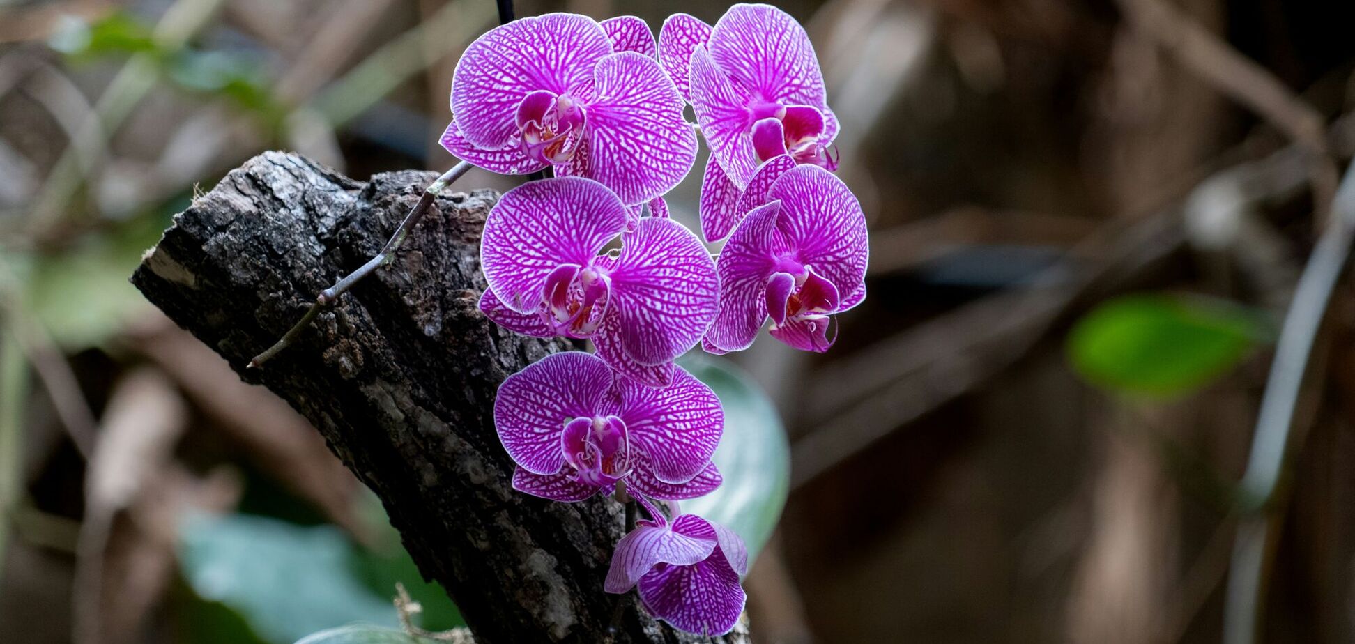 Что делать с орхидеей после цветения: есть несколько правил