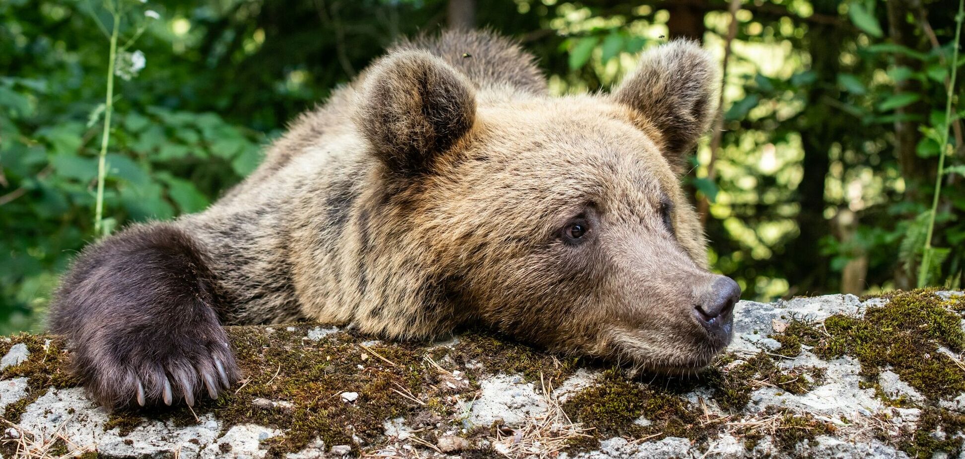Де в Україні можна зустріти бурих ведмедів, вовків та рисей