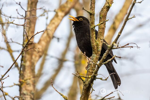 У перші дні весни погода в Україні дасть позитивний сигнал: у Гідрометцентрі повідомили гарну новину
