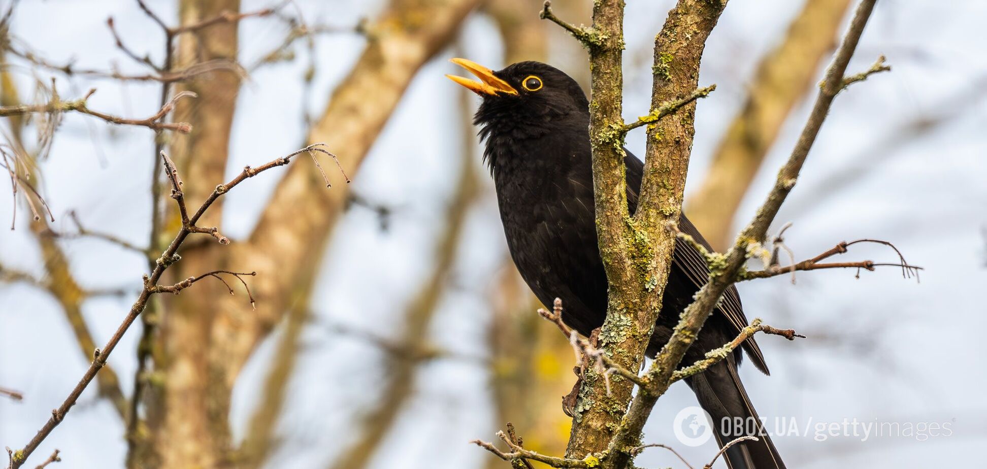 В первые дни весны погода в Украине даст позитивный сигнал: в Гидрометцентре сообщили хорошую новость
