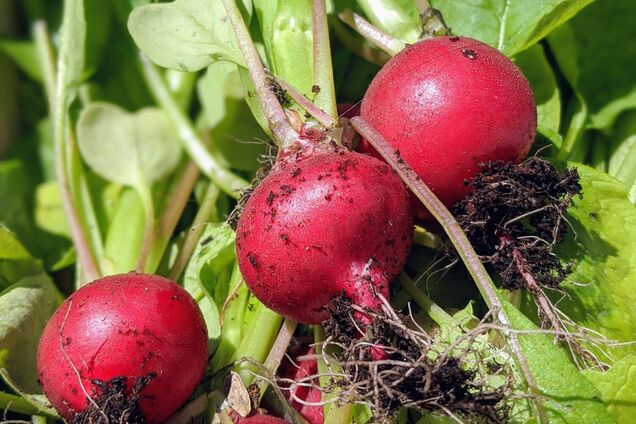 Как вырастить сочный редис в теплице: правила посева и ухода