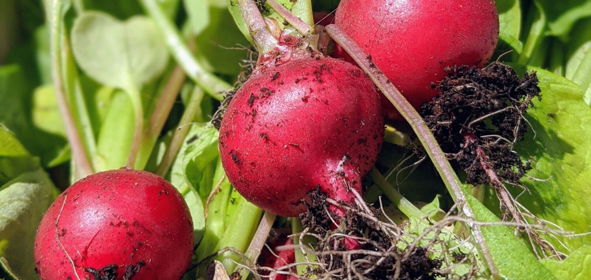 Как вырастить сочный редис в теплице: правила посева и ухода