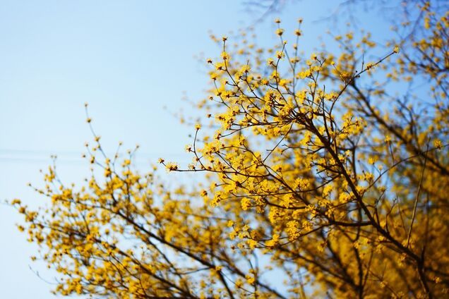 У цей день прийде справжня весна: коли у березні відбудеться весняне рівнодення