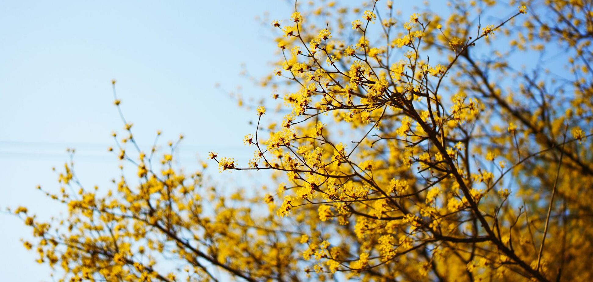 У цей день прийде справжня весна: коли у березні відбудеться весняне рівнодення