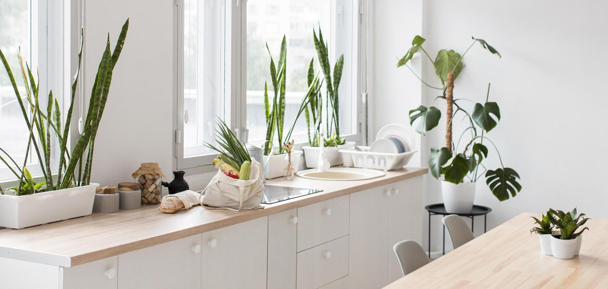 Які домашні квіти витримають спеку і вологу на кухні: топ-5 варіантів