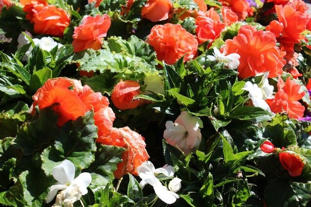 Які квіти не можна садити вдома на клумбі: чому так