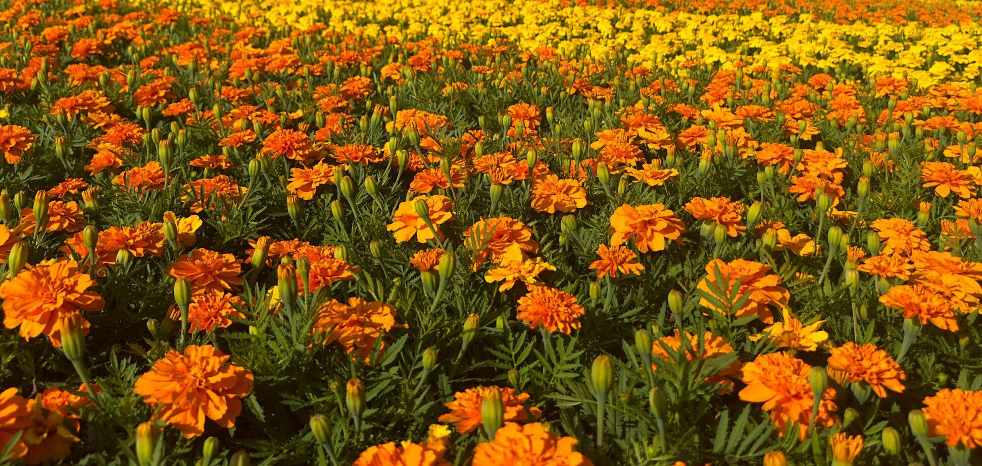 Что посадить на огороде от вредителей: спасет ваши овощи