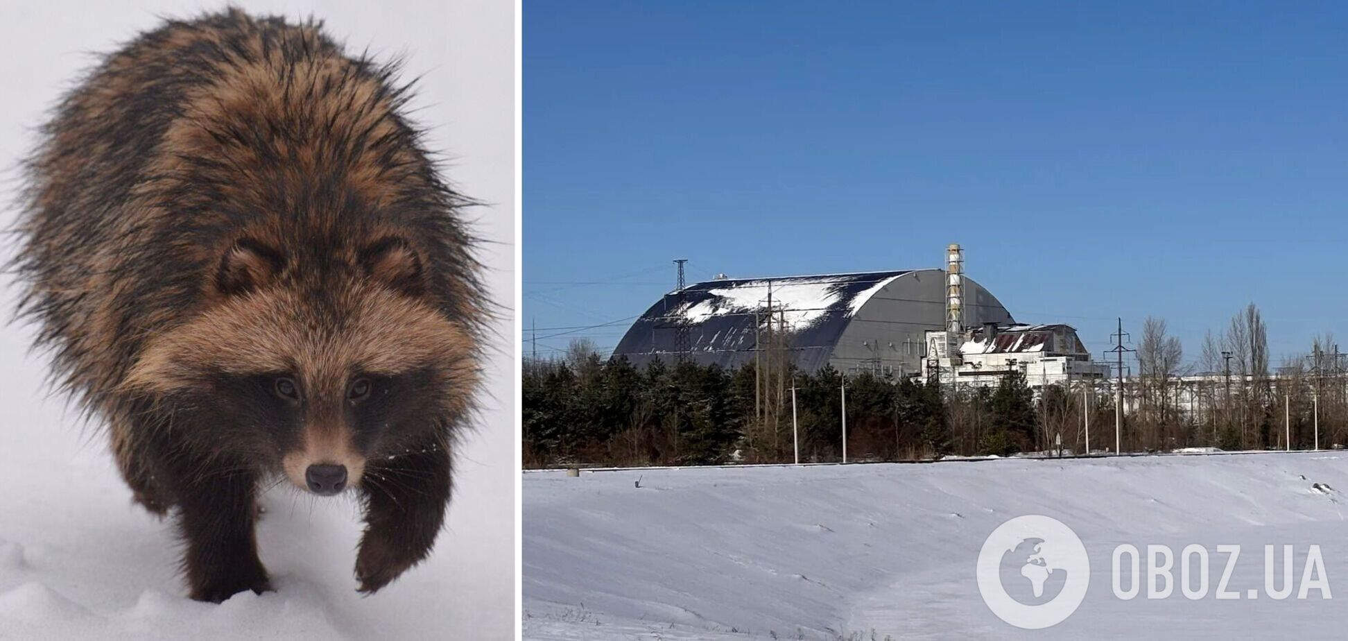 Наближається весна: у Чорнобильській зоні зимову сплячку перервав унікальний родич собак. Фото