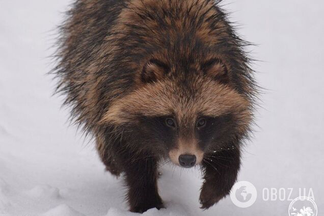 Наближається весна: у Чорнобильській зоні зимову сплячку перервав унікальний родич собак. Фото