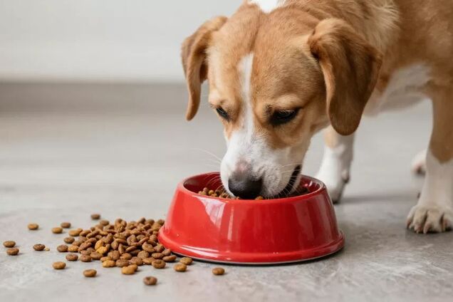 Почему сухой корм – оптимальный выбор для кормления собак и какие бренды чаще всего выбирают в Украине