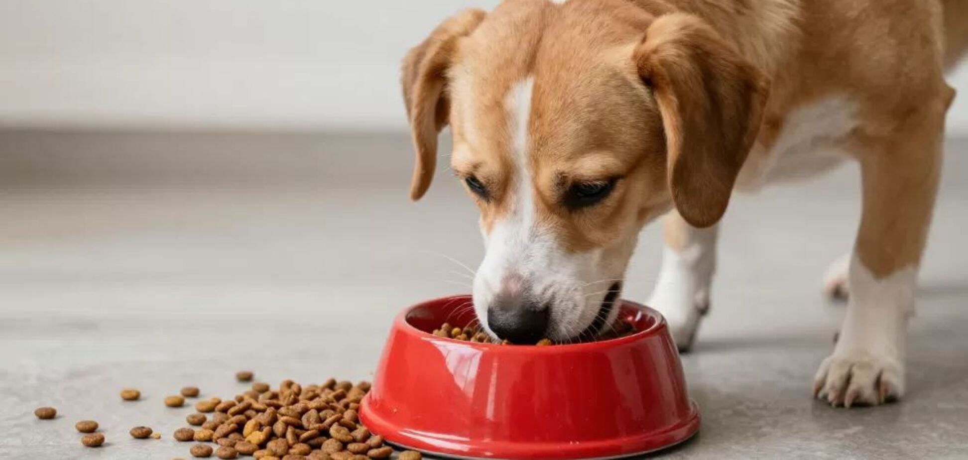 Почему сухой корм – оптимальный выбор для кормления собак и какие бренды чаще всего выбирают в Украине