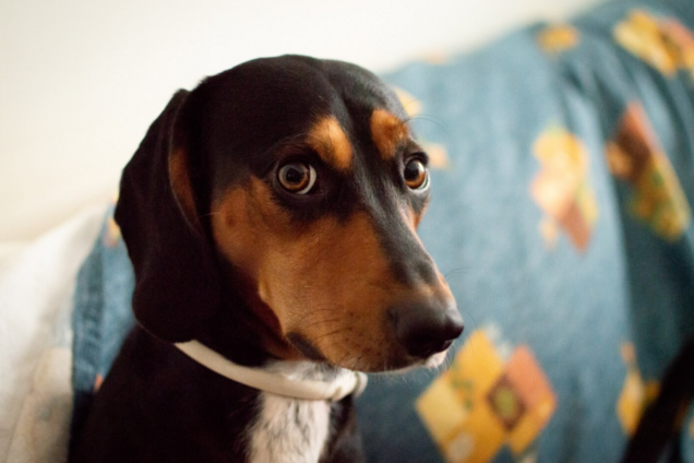 Чому собаки нахиляють голову, коли ви до них говорите: три несподівані причини