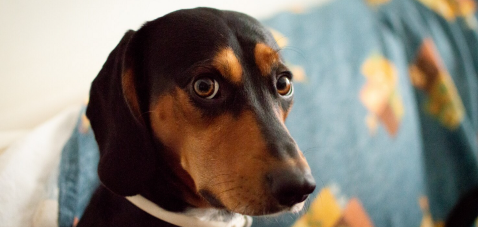 Почему собаки наклоняют голову, когда вы к ним говорите: три неожиданные причины