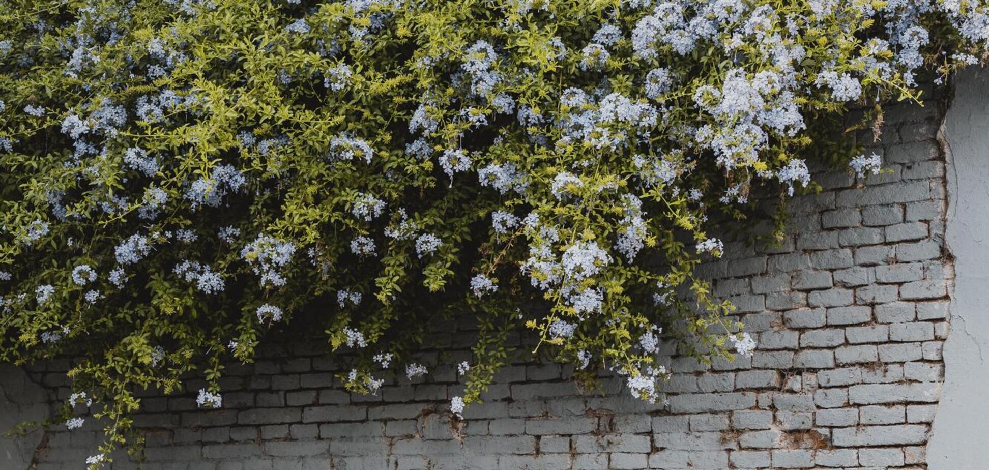 Ростуть швидко і вкривають стіни: топ 3 вʼюнких рослини для саду