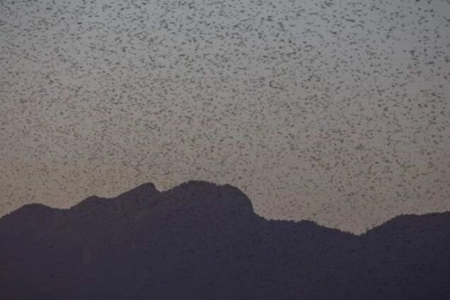 В Испании пожаловались на нашествие саранчи: заметили огромные стаи. Видео