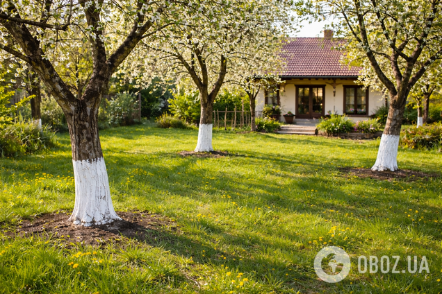 Чи треба білити дерева навесні: плюси і мінуси
