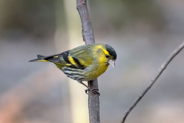 Голос весни: у Чорнобильській зоні вже можна почути яскраву пташку-імітатора. Відео