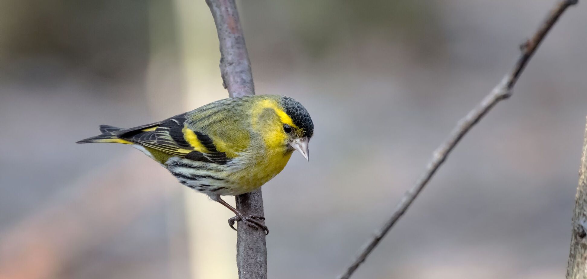 Голос весни: у Чорнобильській зоні вже можна почути яскраву пташку-імітатора. Відео