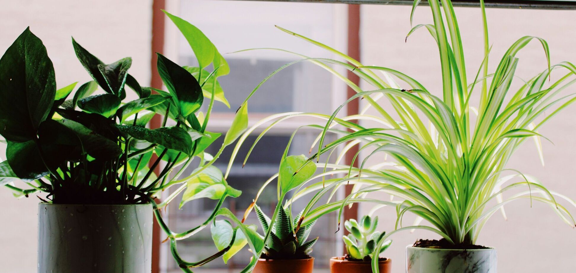 Какие комнатные растения кардинально изменят ваш дом: будут магнитом внимания
