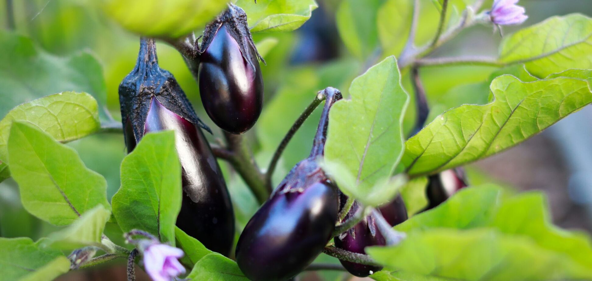 Когда сеять баклажаны на рассаду: благоприятные дни в марте