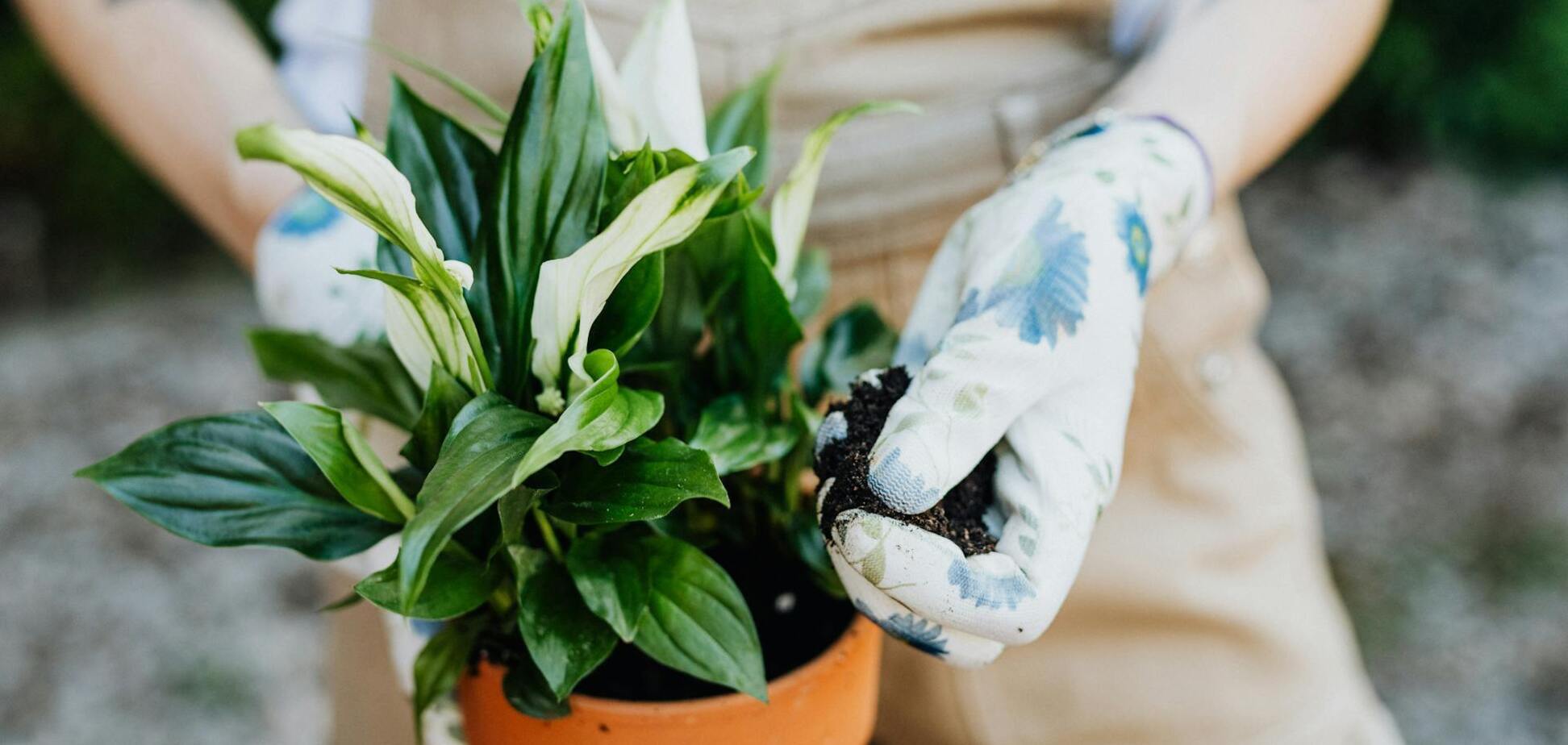 Как часто надо поливать спатифиллум: эксперты рассказали об идеальной рутине