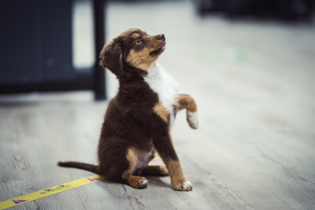 Ветеринар назвав небезпечні сигнали у собак, які здаються невинними