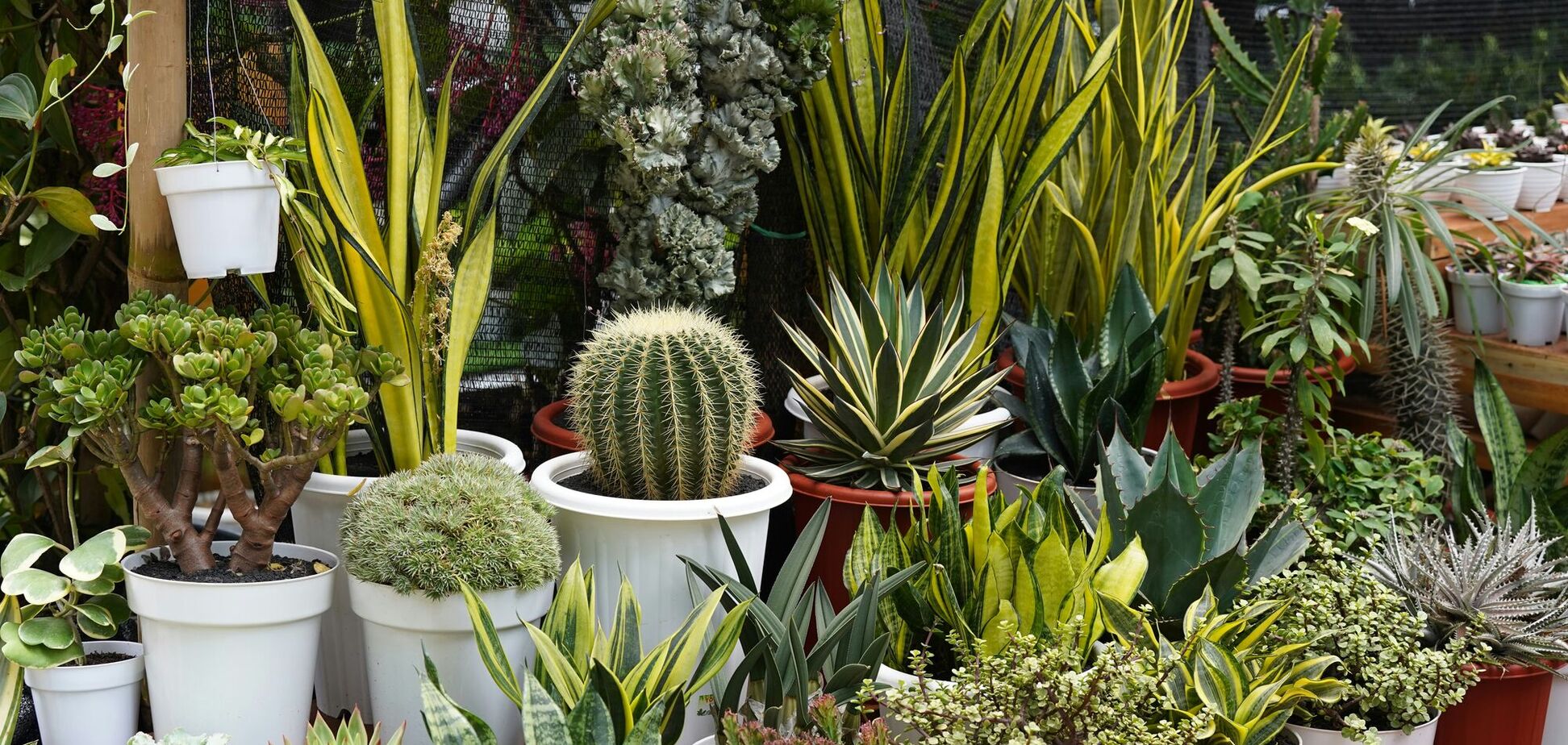 Создают уют и выдерживают любые условия: 4 универсальных комнатных растения